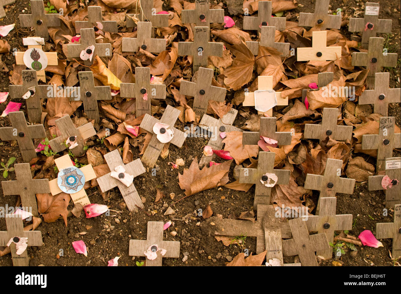 Small wooden crosses from the Royal British Legion. Stock Photo