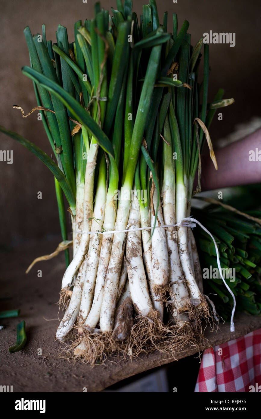 Calcot Catalan Spain Dorada onion Spanish cooking Stock Photo Alamy