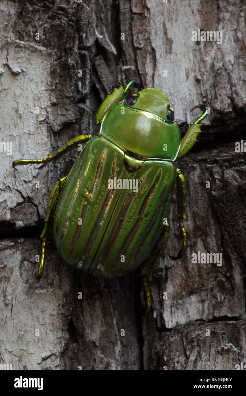 Beetle (Chrysina gloriosa) - Chiricahua Mountains - Arizona - USA - An herbivorous insect that feeds on juniper Stock Photo