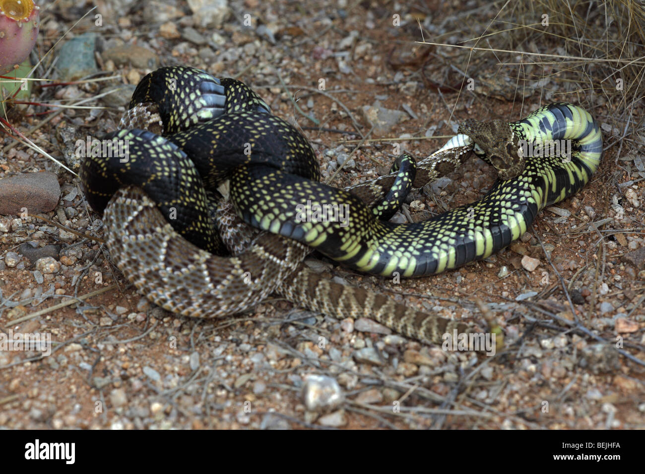Picture of Mojave Desert Kingsnake