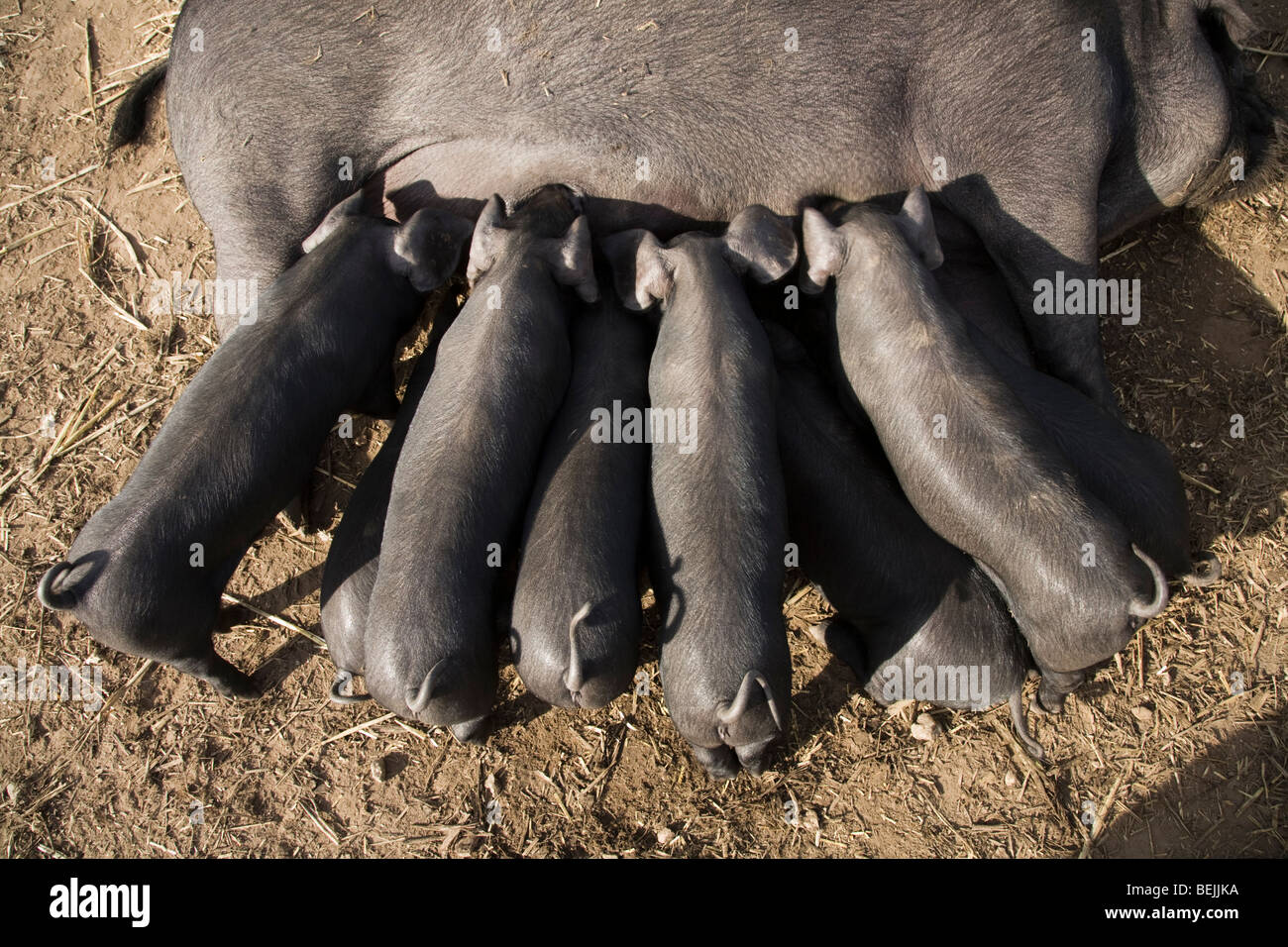 Large Black pedigree sow pig, also known as a Cornish Black, suckling