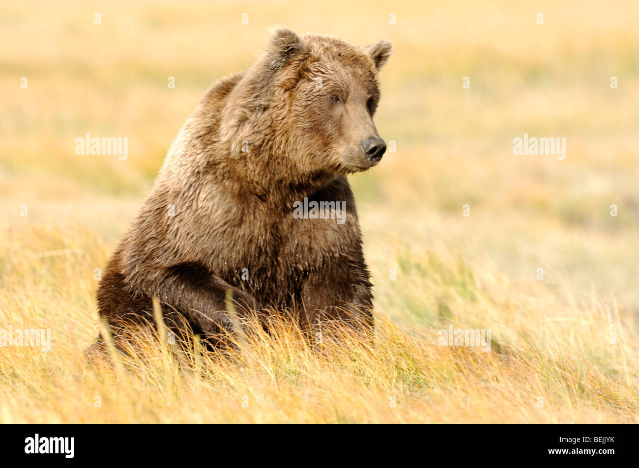 Stock photo of an Alaskan brown bear sitting in a meadow of golden ...