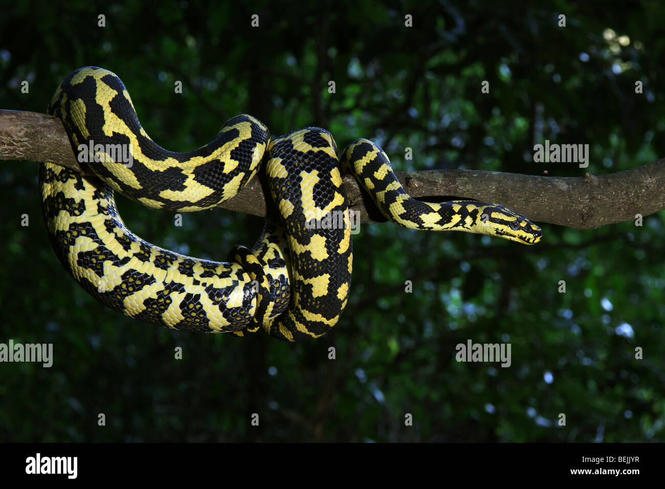 Carpet python australia hires stock photography and images Alamy