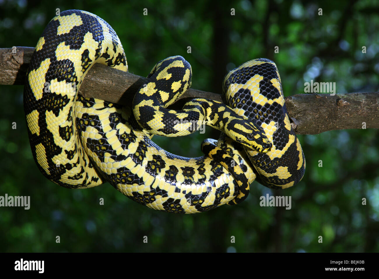 Diamond Carpet Python Nsw Carpet Vidalondon