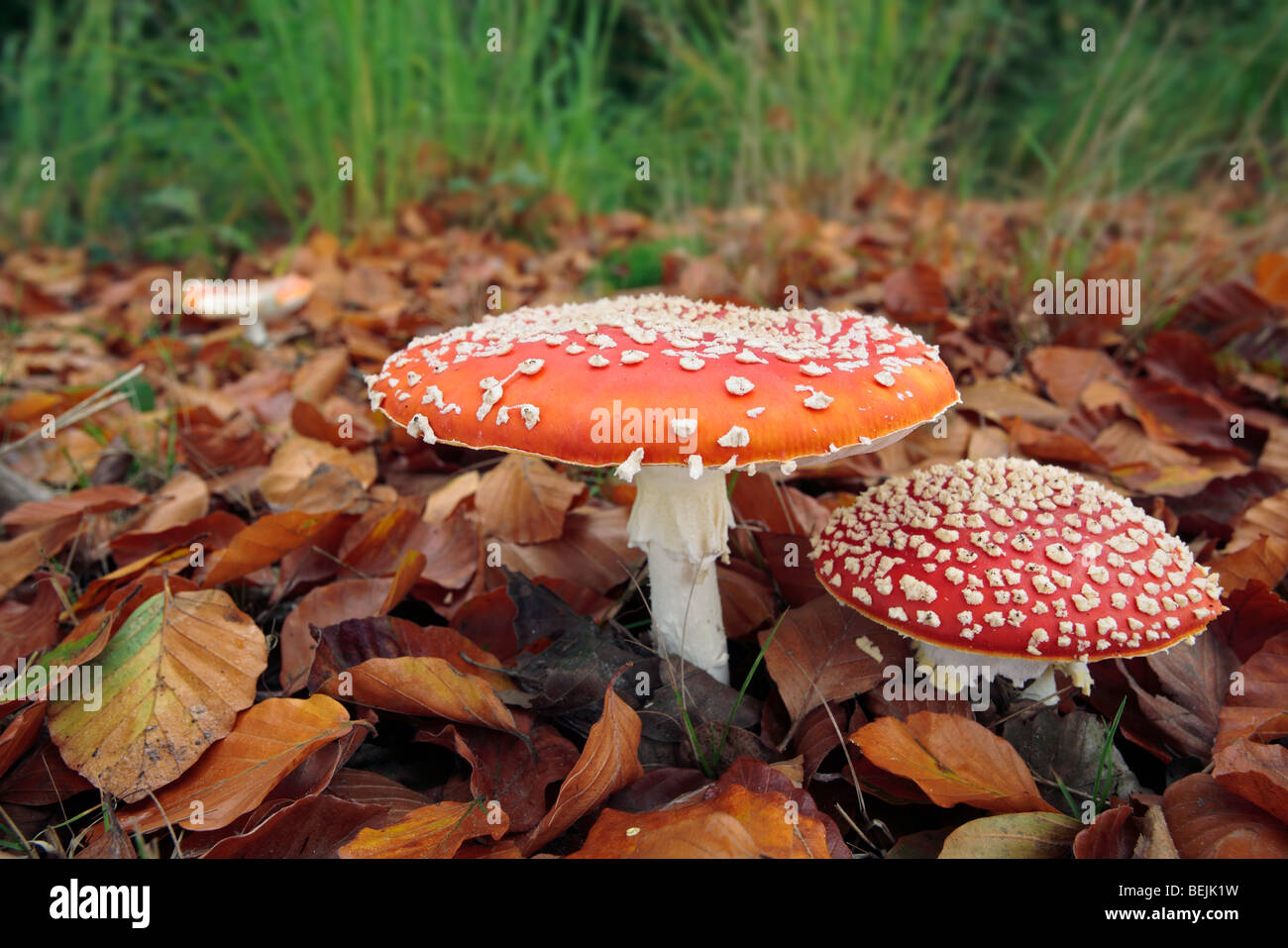 Fly agaric mushrooms (Amanita muscaria) in autumn forest Stock Photo