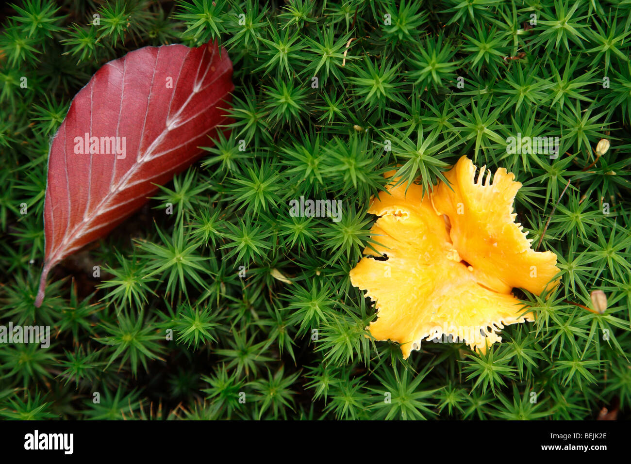 Beech leaf and chanterelle / golden chanterelle / girolle (Cantharellus cibarius) among moss Stock Photo