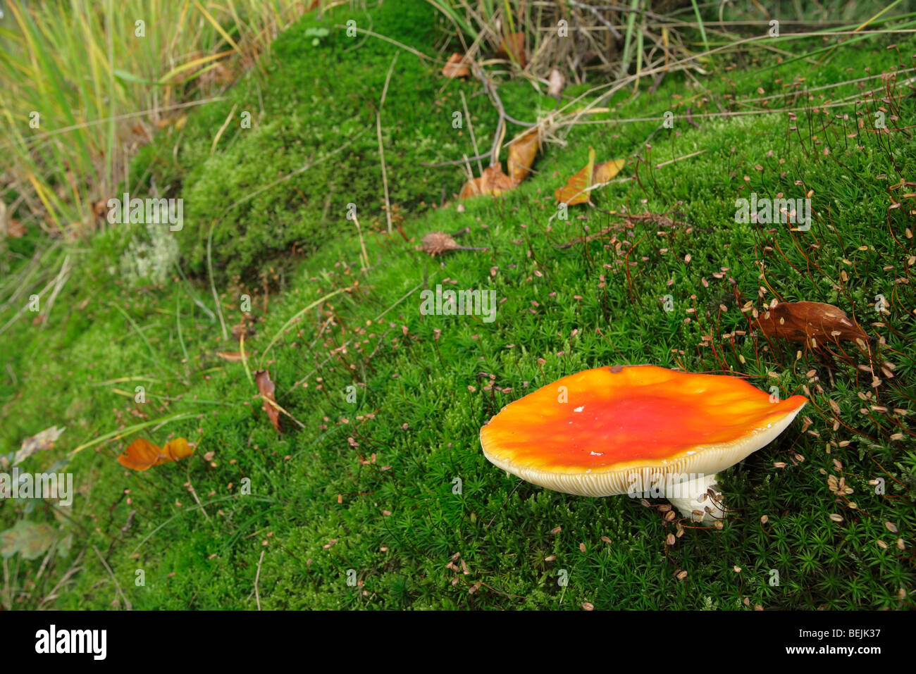Fly agaric toadstool (Amanita muscaria) among moss in autumn forest Stock Photo