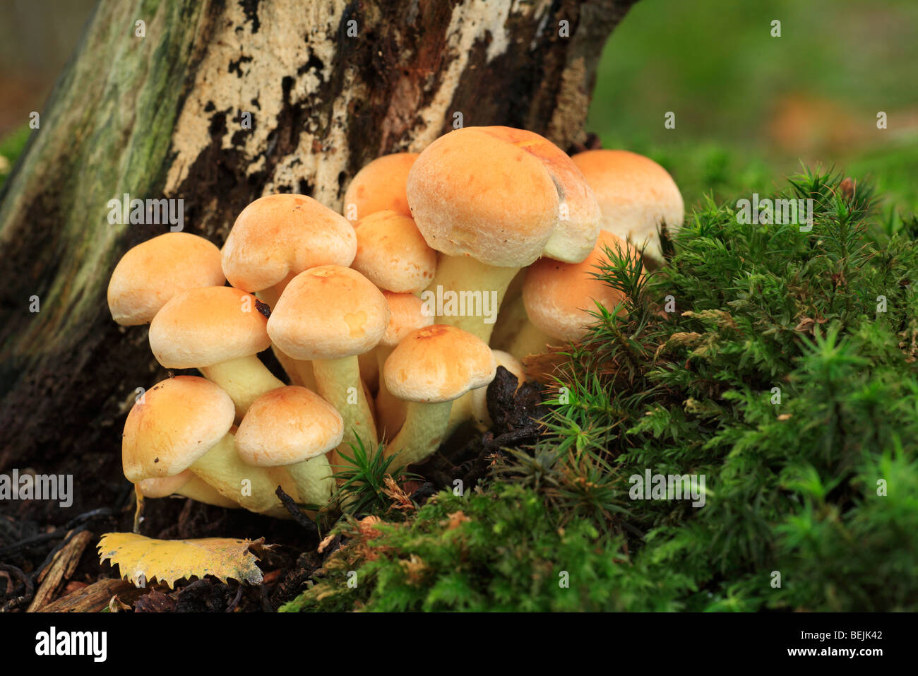 Sulphur tuft fungus / sulfur tuft / clustered woodlover (Hypholoma fasciculare / Psilocybe fascicularis) cluster Stock Photo
