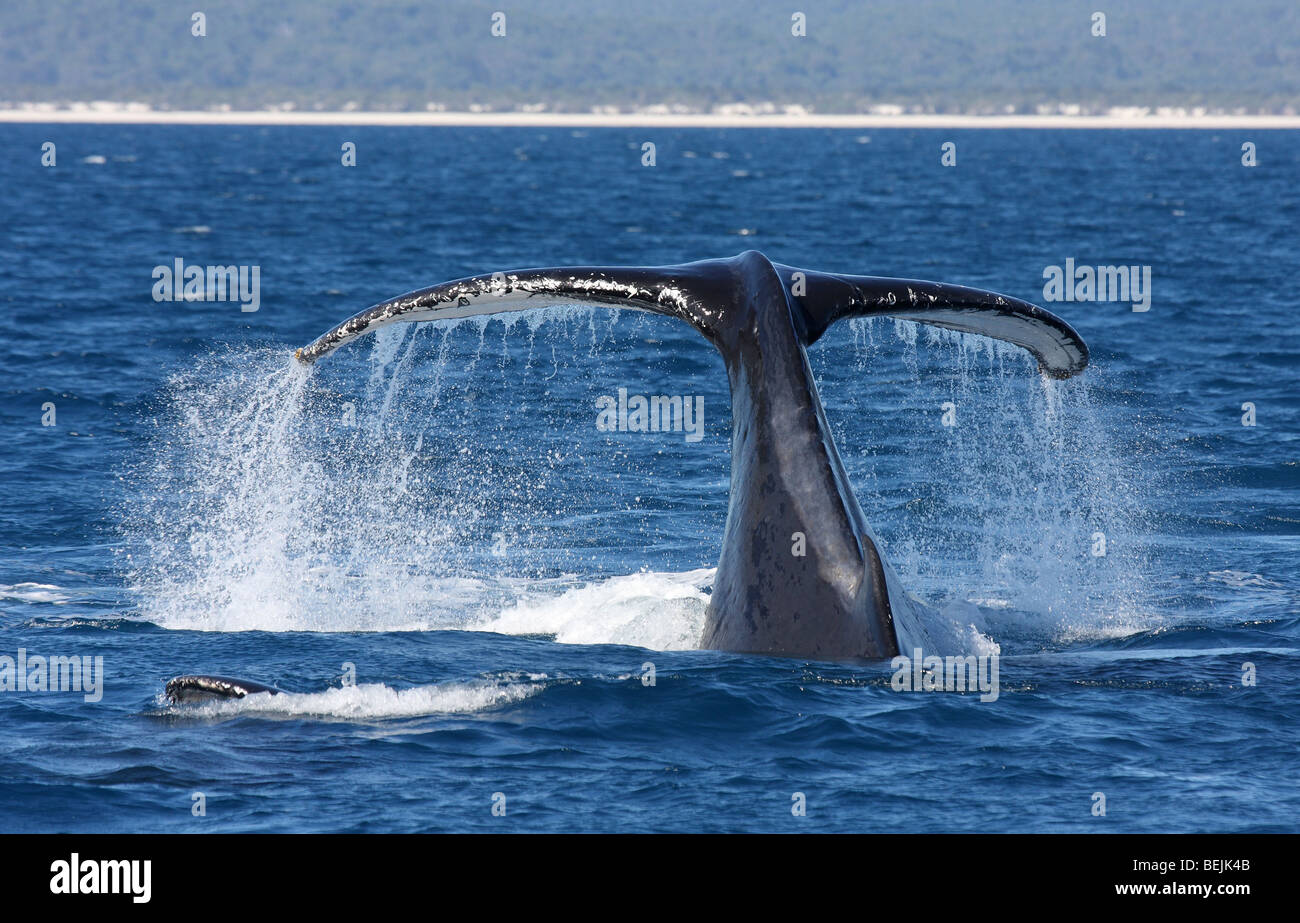 Humpback whale tail Stock Photo