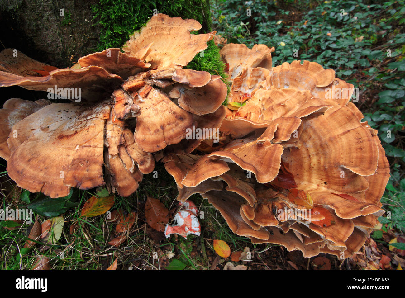 Giant polypore bracket fungus / black-staining polypore (Meripilus giganteus / Polyporus giganteus) on tree trunk Stock Photo