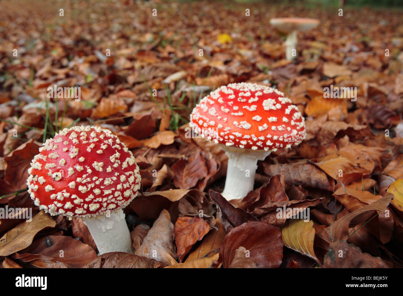 Fly agaric toadstools (Amanita muscaria) among autumn leaves Stock Photo