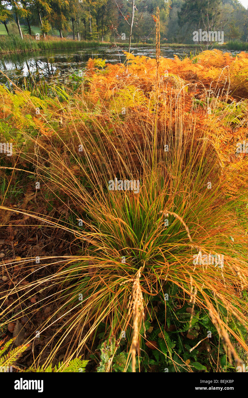 Purple moor grass (Molinia caerulea) and bracken fern (Pteridium aquilinum) in autumn colours Stock Photo