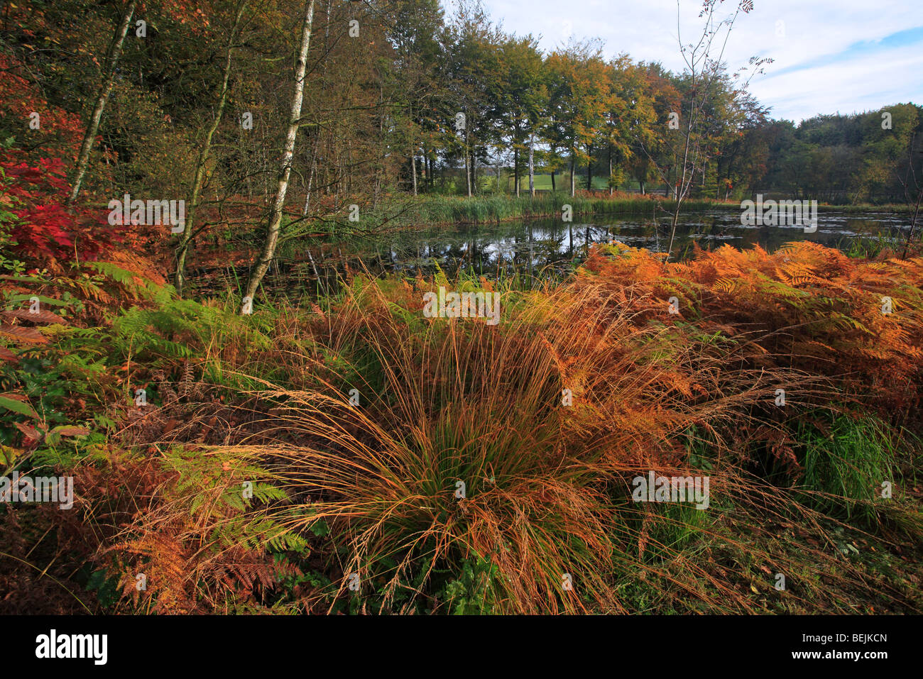 Purple moor grass (Molinia caerulea) and bracken fern (Pteridium aquilinum) in autumn colours Stock Photo