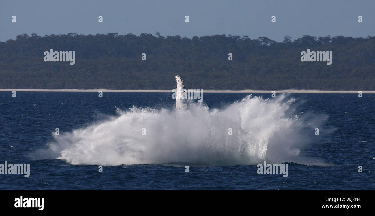 Humpback whale splash after breaching Stock Photo