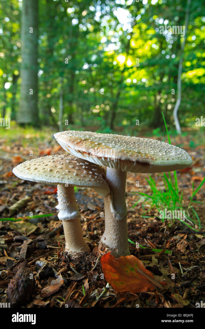 European blusher (Amanita rubescens) in broad-leaved forest Stock Photo