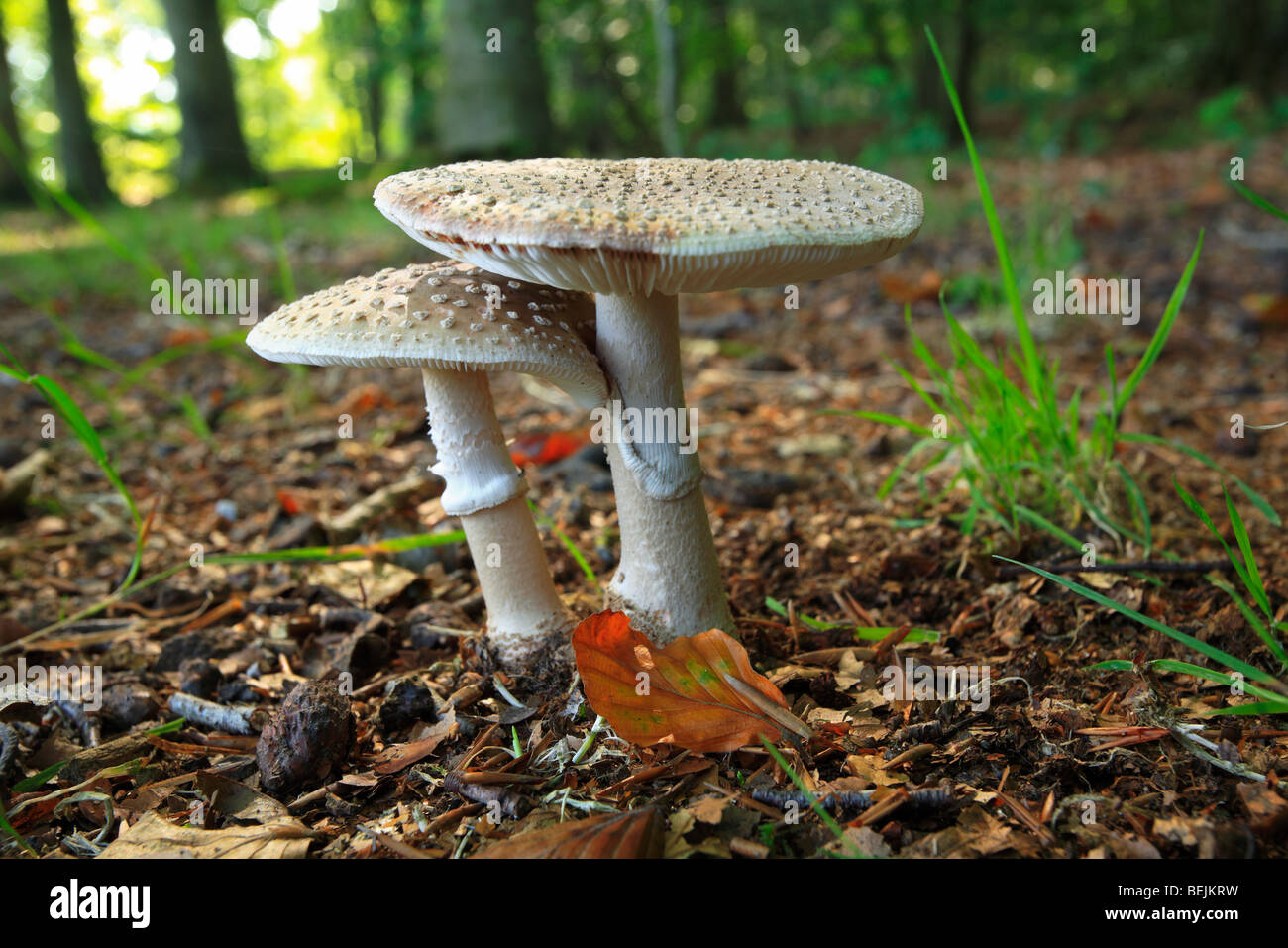 European blusher (Amanita rubescens) in broad-leaved forest Stock Photo