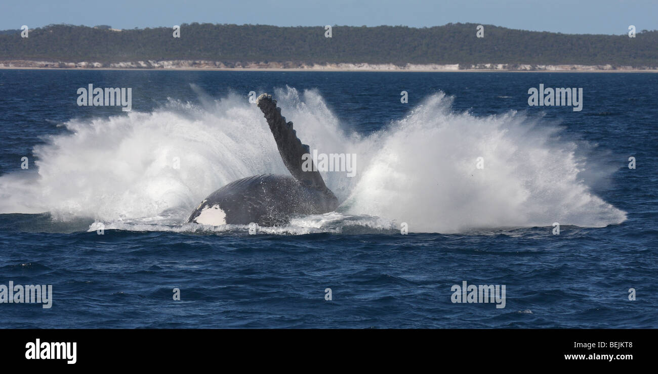 Humpback whale splashing back into the sea after breaching Stock Photo