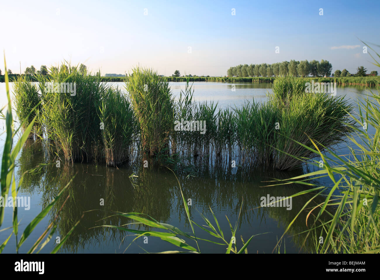 Common reed (Phragmites australis) in lake, Belgium Stock Photo
