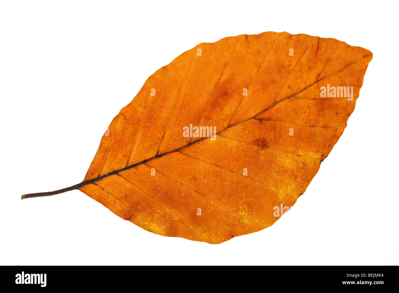 Beech (Fagus sylvatica) leaf in autumn colours, Belgium Stock Photo