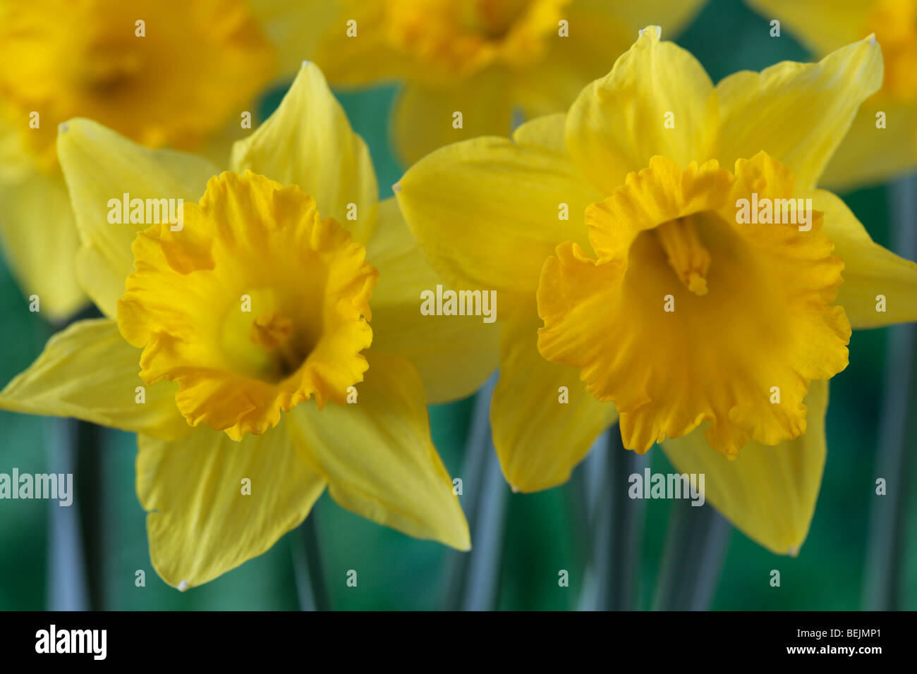 Narcissus 'Golden Spur' (Daffodil) Div.1 Trumpet Stock Photo - Alamy