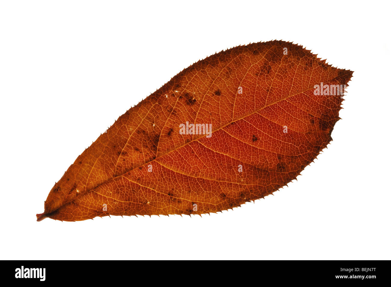 Oriental photinia (Photinia villosa) leaves in autumn colours, native to China, Japan and the Himalayas Stock Photo