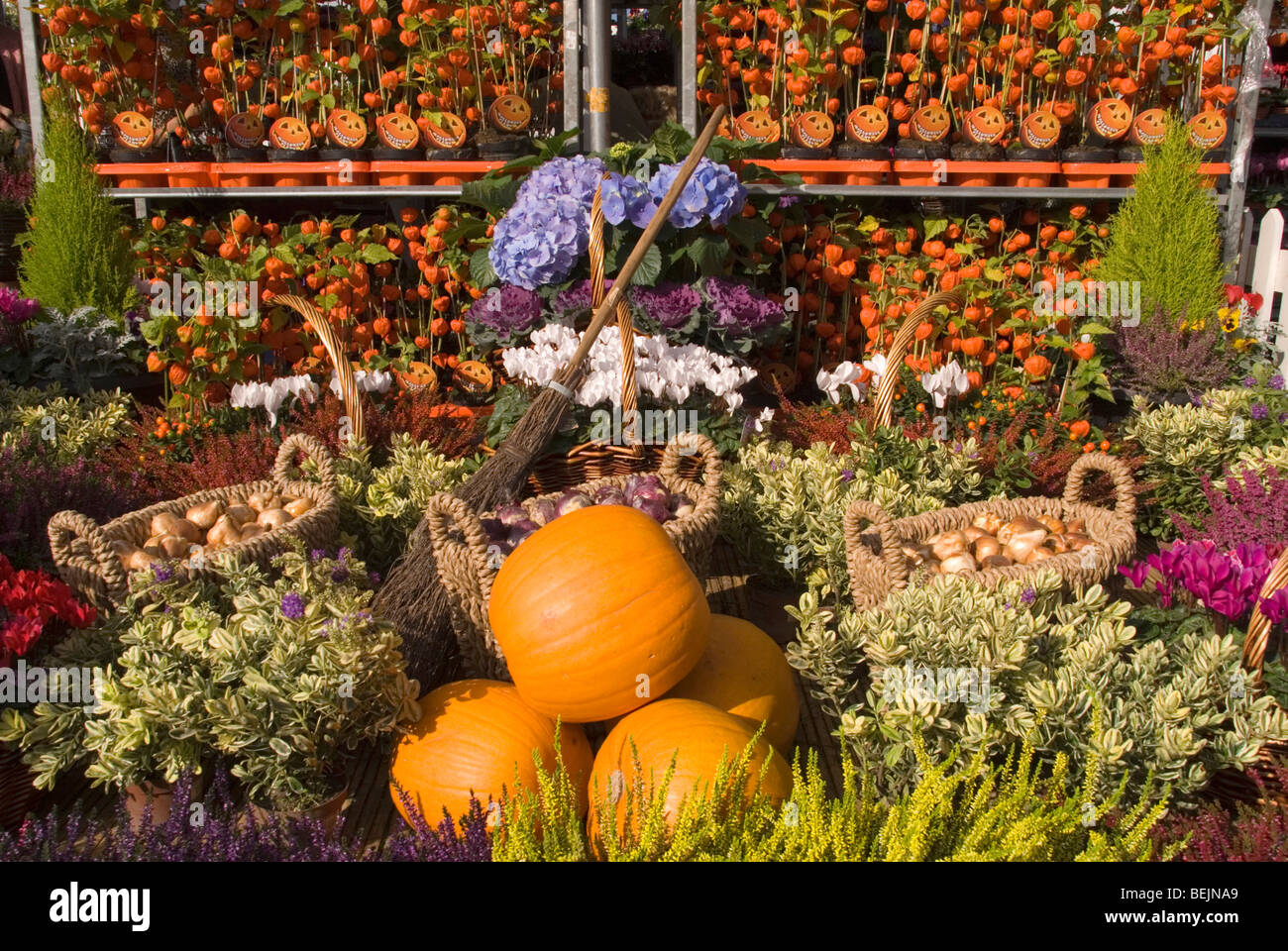 A colourful display of flowers and vegetables at the Malvern autumn garden show Worcestershire. Stock Photo