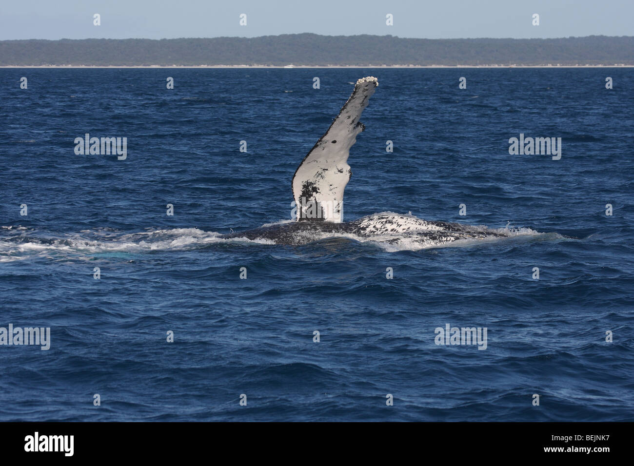 Humpback whale flipper slapping Stock Photo