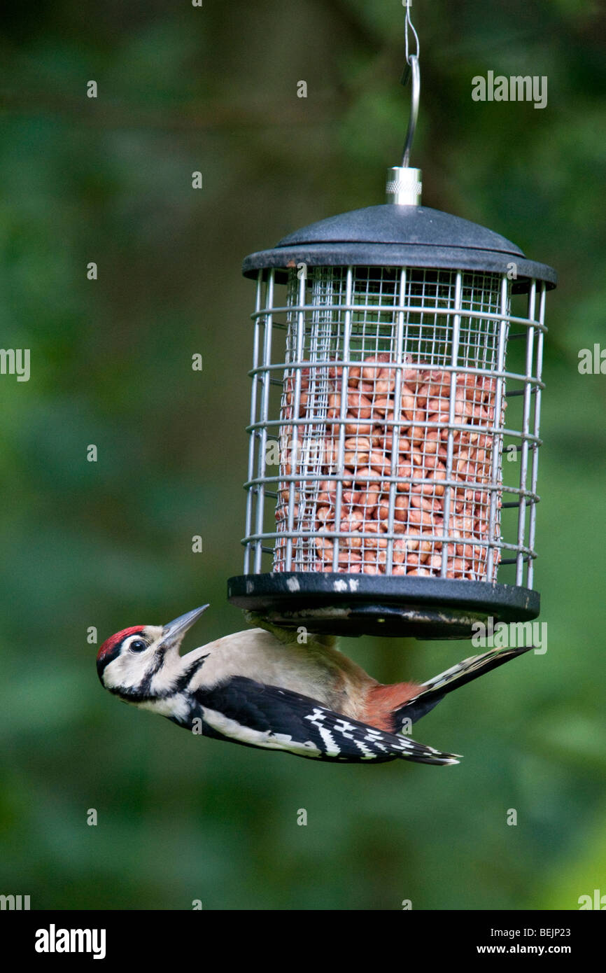Juvenile Great Spotted Woodpecker perched on a bird feeder Stock Photo