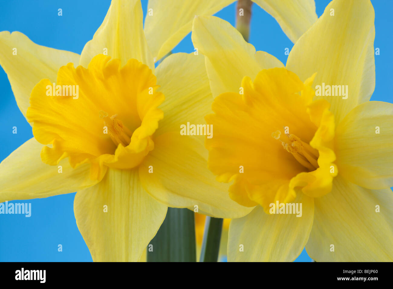 Narcissus 'Tamara' (Daffodil) Div.1 Trumpet Stock Photo - Alamy