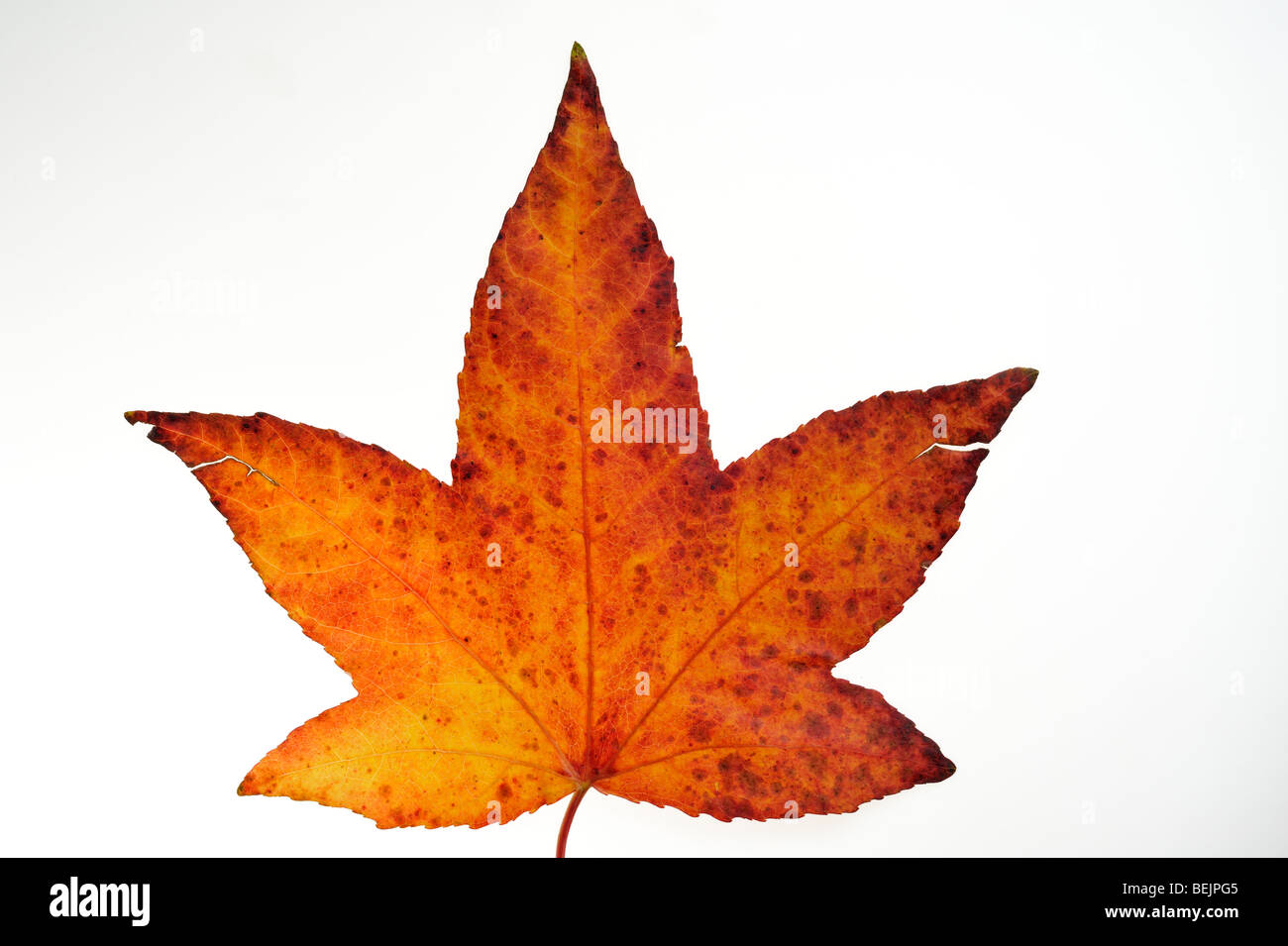 Japanese maple leaf (Acer palmatum) in autumn colours, native to Japan and Korea Stock Photo