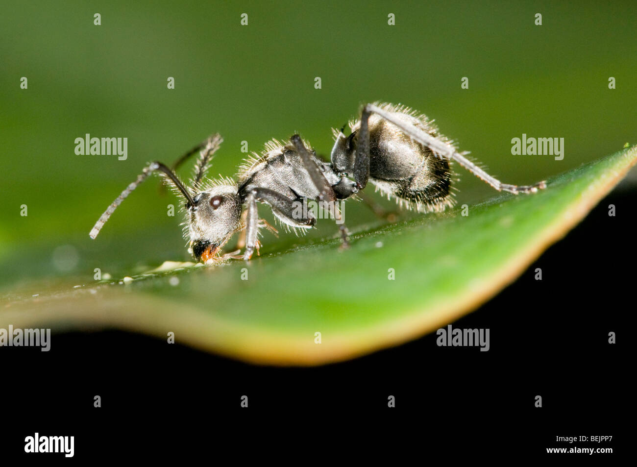 Close up of ant Stock Photo Alamy