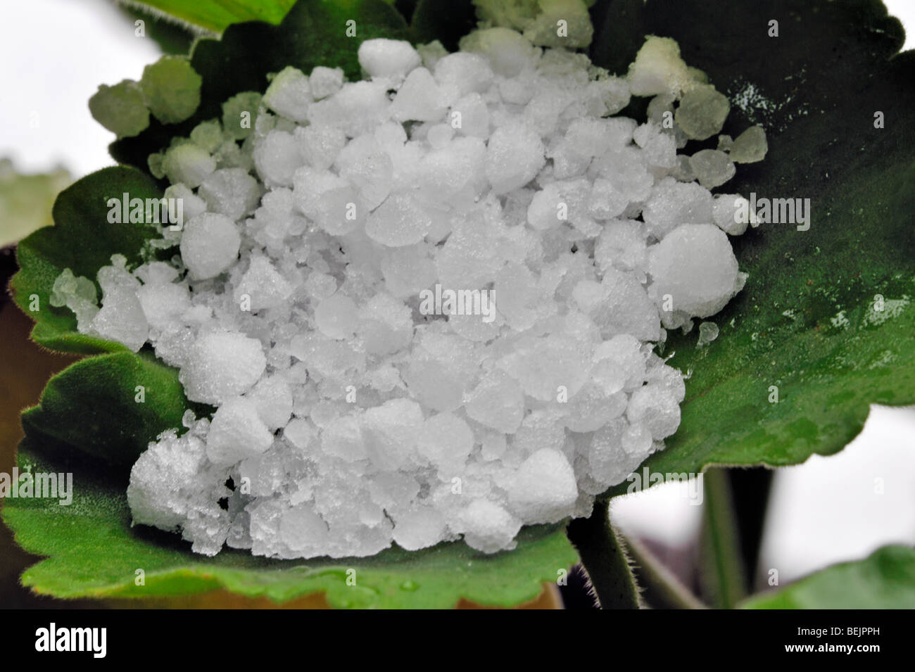 Hailstones on leaf after hailstorm, Belgium Stock Photo
