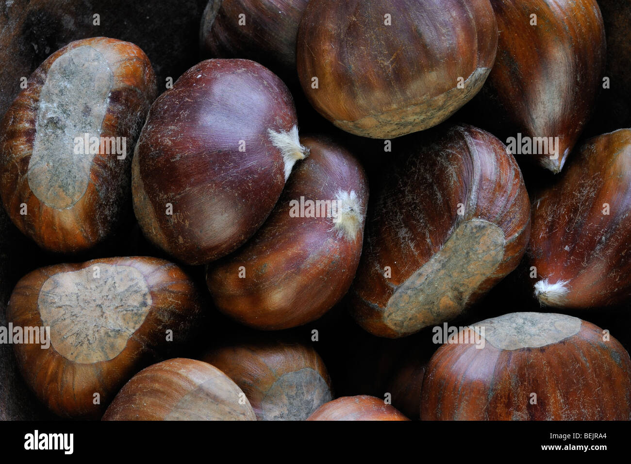 Sweet chestnut nuts / marron (Castanea sativa) harvested in autumn Stock Photo