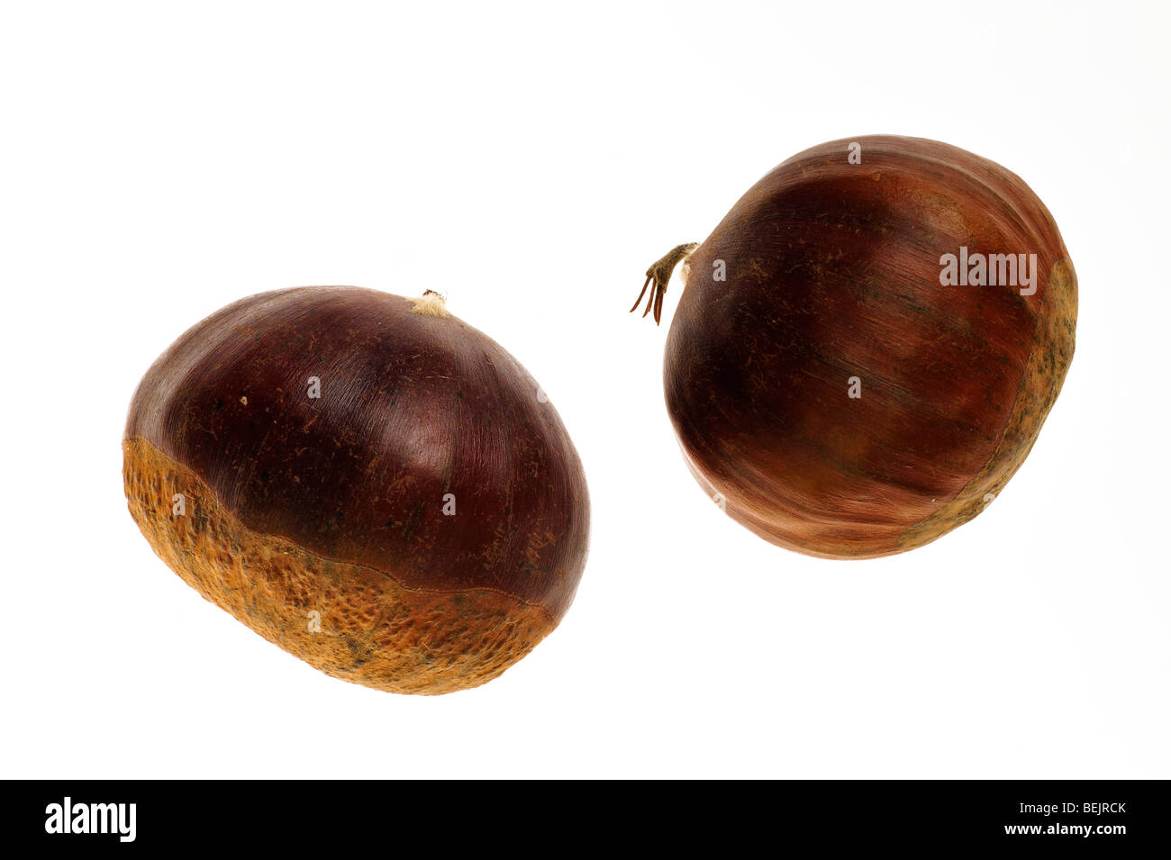 Sweet chestnut nuts / marron (Castanea sativa) on white background Stock Photo