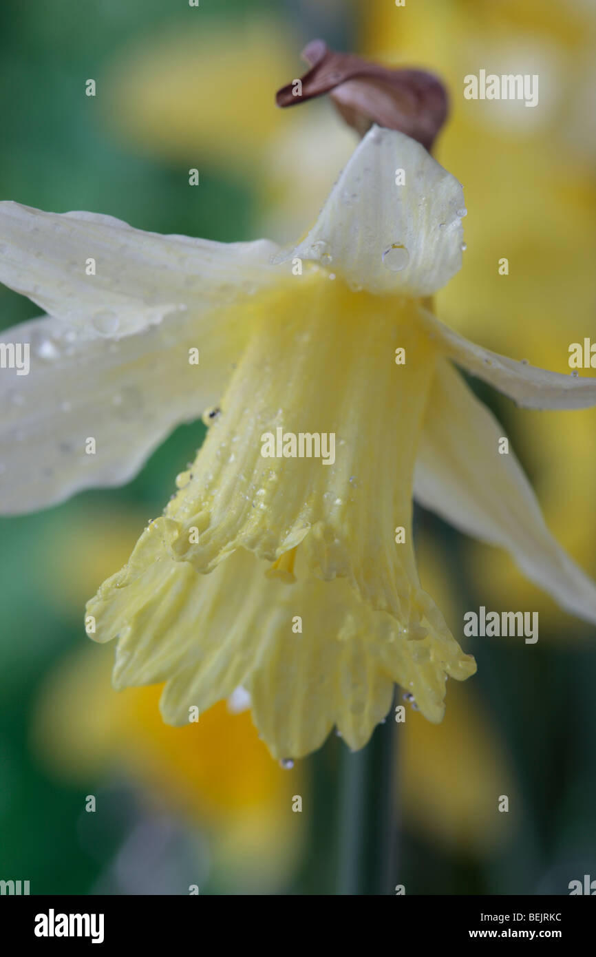 Narcissus 'W.P. Milner' (Daffodil) Div.1 Trumpet Stock Photo