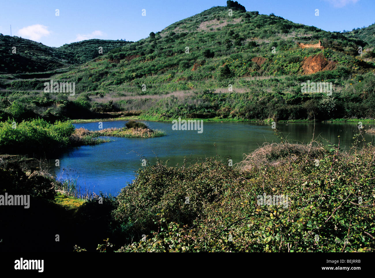 Marshland in the foothills of Teide mountain, Erjos, Tenerife island, Canary Islands, Spain, Europe Stock Photo
