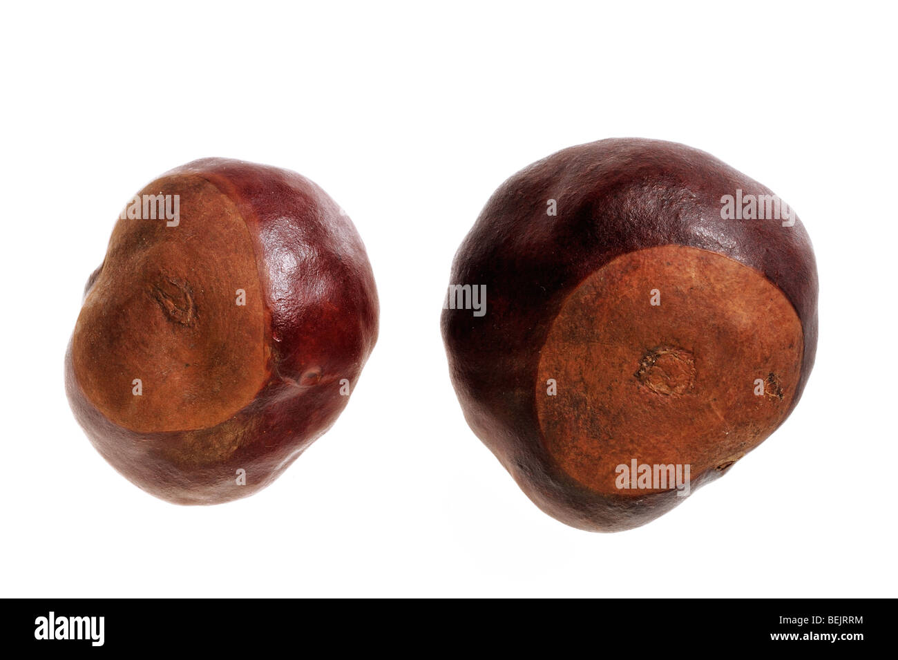 Common Horsechestnut nuts / conkers (Aesculus hippocastanum) on white