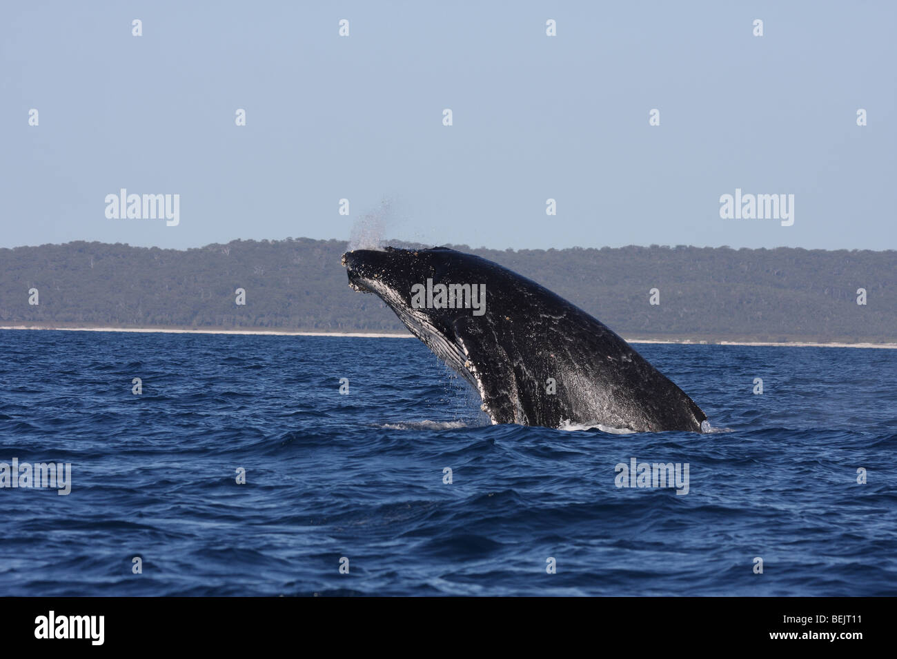 Humpback whale breaching australia hi-res stock photography and images ...