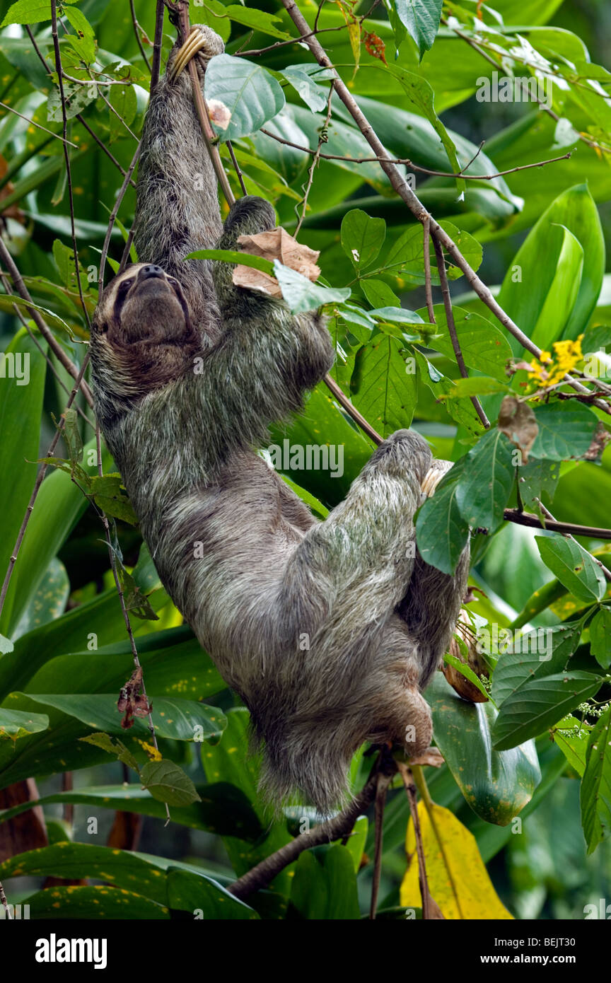 Three toed / Brown-throated sloth (Bradypus variegatus) climbing tree in rainforest, Costa Rica, Central America Stock Photo