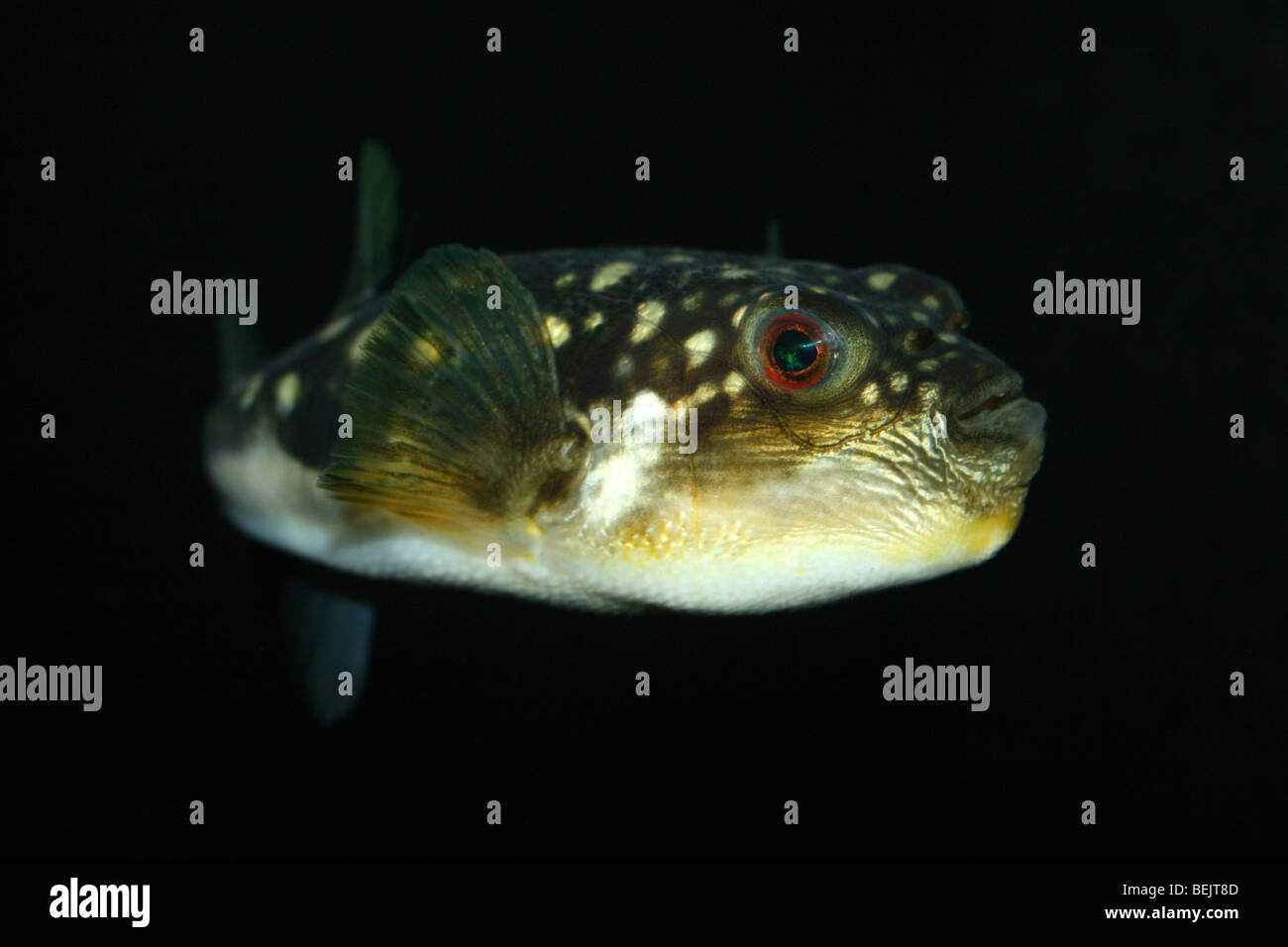 Evil Eyed Puffer Fish  Amblyrhynchotes honckenii Taken At Two Oceans Aquarium, Cape Town, South Africa Stock Photo