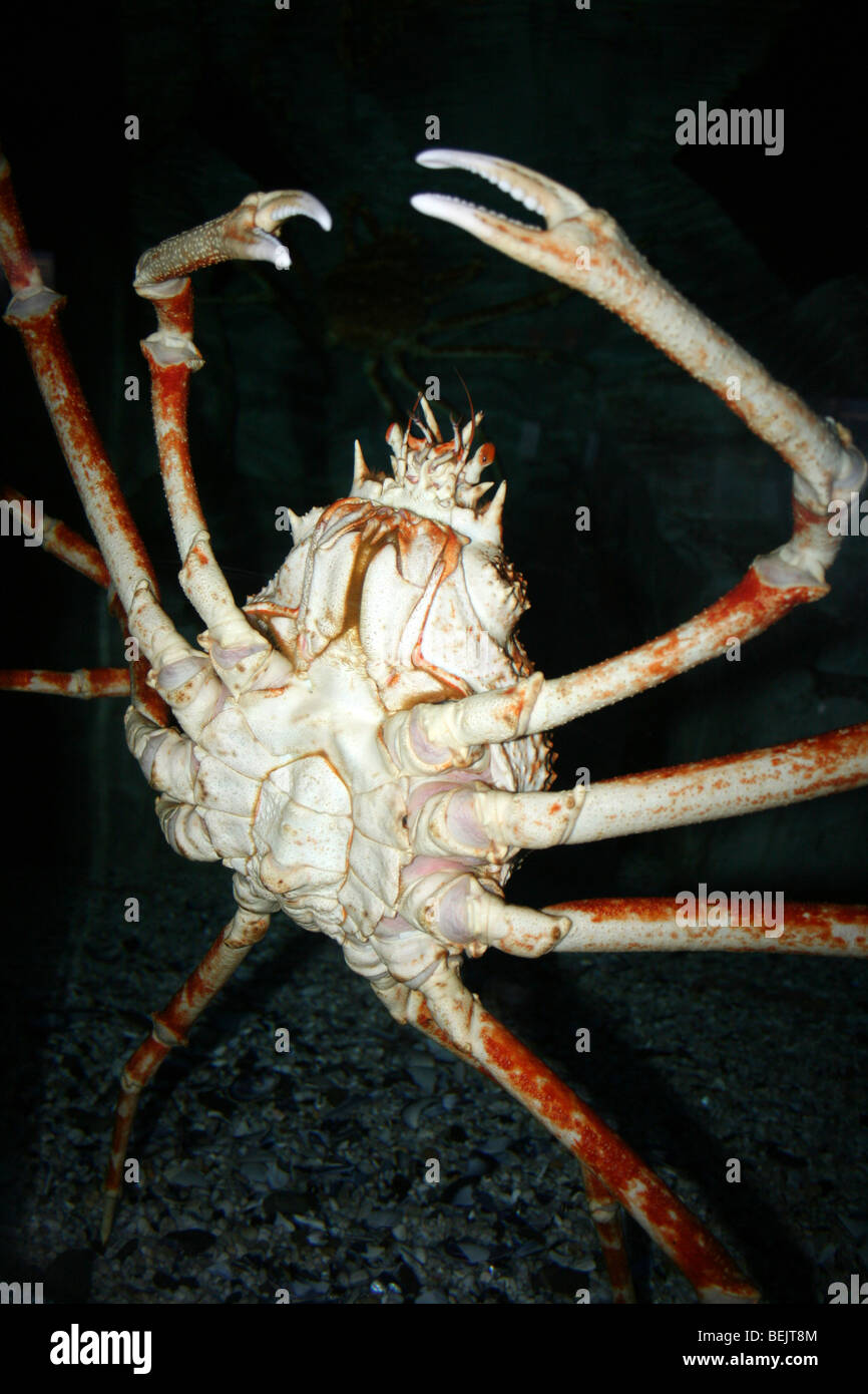 Japanese Spider Crab Macrocheira kaempferi Taken At Two Oceans Aquarium, Cape Town, South Africa Stock Photo