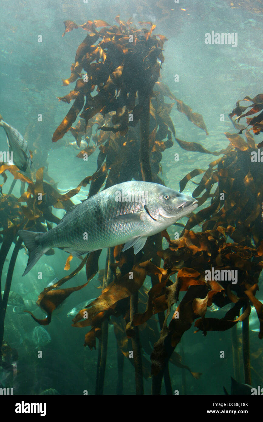 White Steenbras (Lithognathus lithognathus) a.k.a. Pignose Grunter Swimming In The Kelp Forest At Two Oceans Aquarium, Cape Town, South Africa Stock Photo