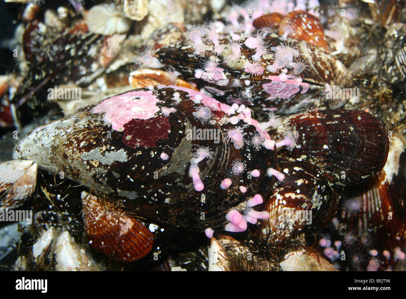 Strawberry Anemone Corynactis annulata On Mussels Taken At Two Oceans Aquarium, Cape Town, South Africa Stock Photo