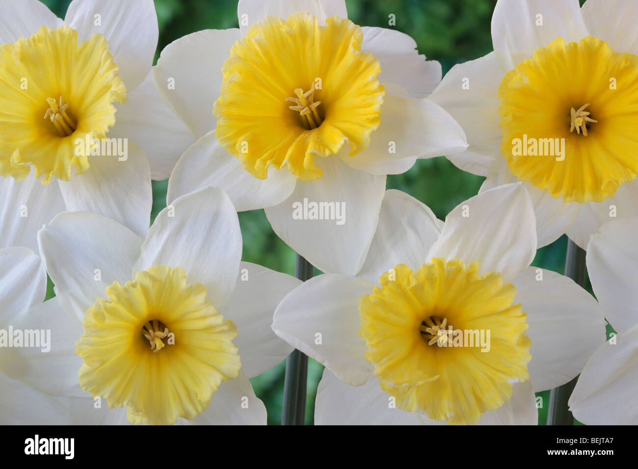 Narcissus 'Ice Follies' (Daffodil) Div.2 Large-cupped Stock Photo