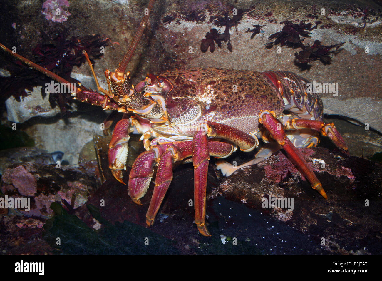 West Coast Rock Lobster Jasus lalandii Taken At Two Oceans Aquarium, Cape Town, South Africa Stock Photo