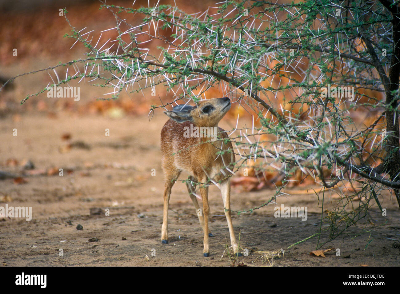 Sharpe's grysbok (Raphicerus sharpei) under thorn bush, Kruger National