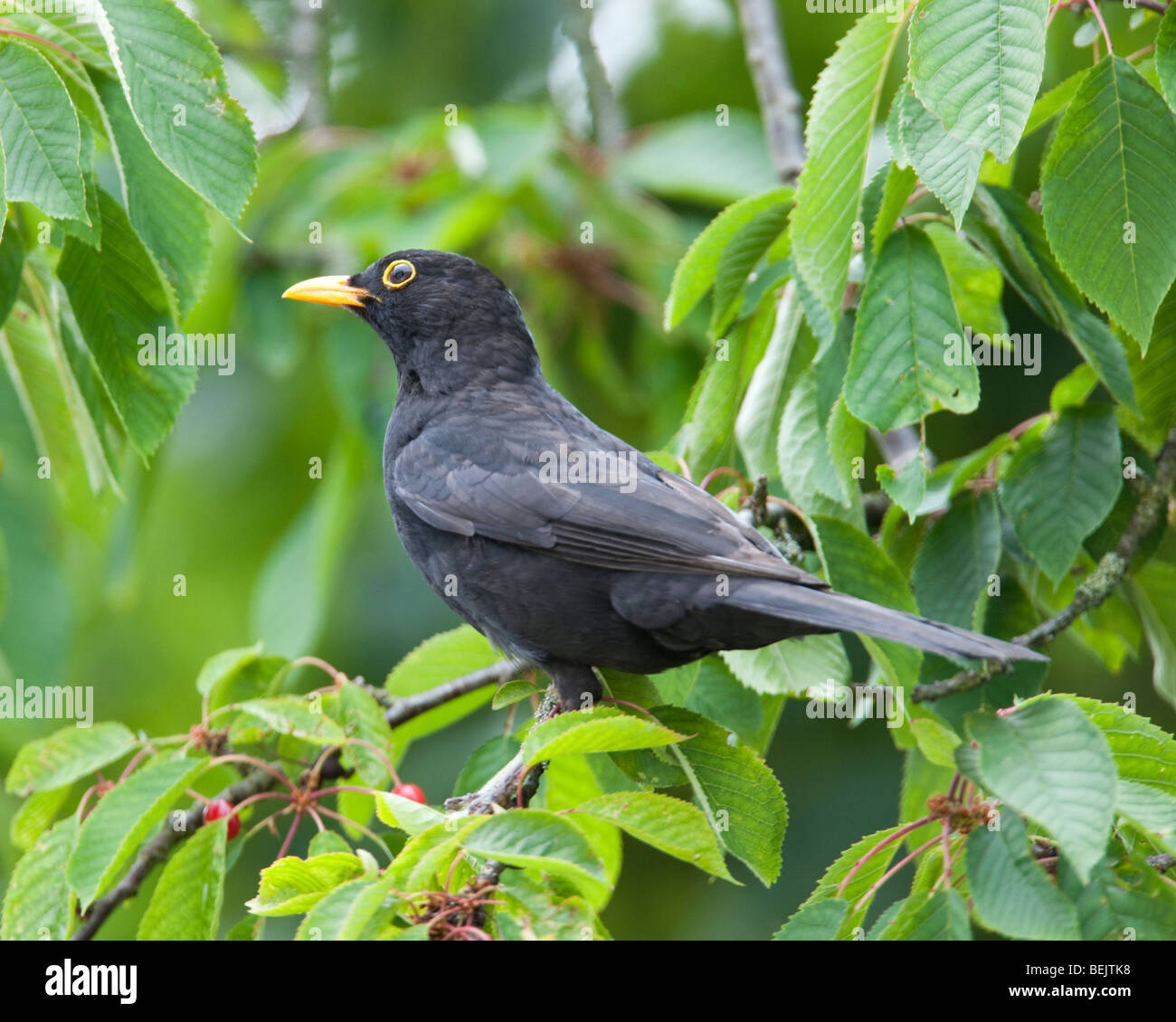 Male Common Blackbird perched on a branch in a woodland in Oxfordshire Stock Photo