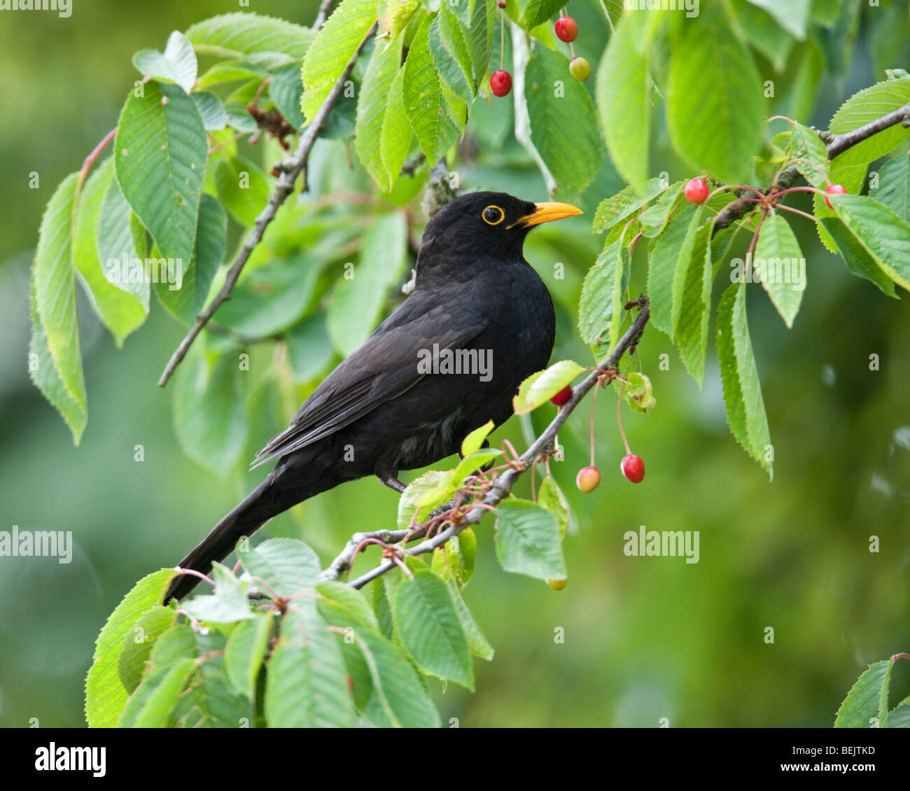 Male Common Blackbird perched on a branch in a woodland in Oxfordshire Stock Photo