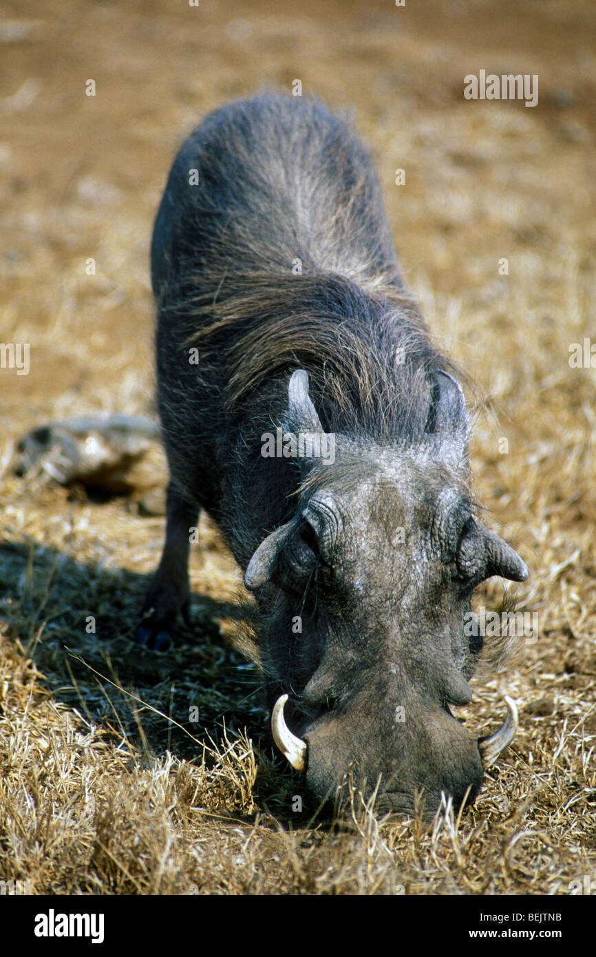 Common Warthog (Phacochoerus africanus) with big tusks kneeling down to feed, Kruger National Park, South Africa Stock Photo