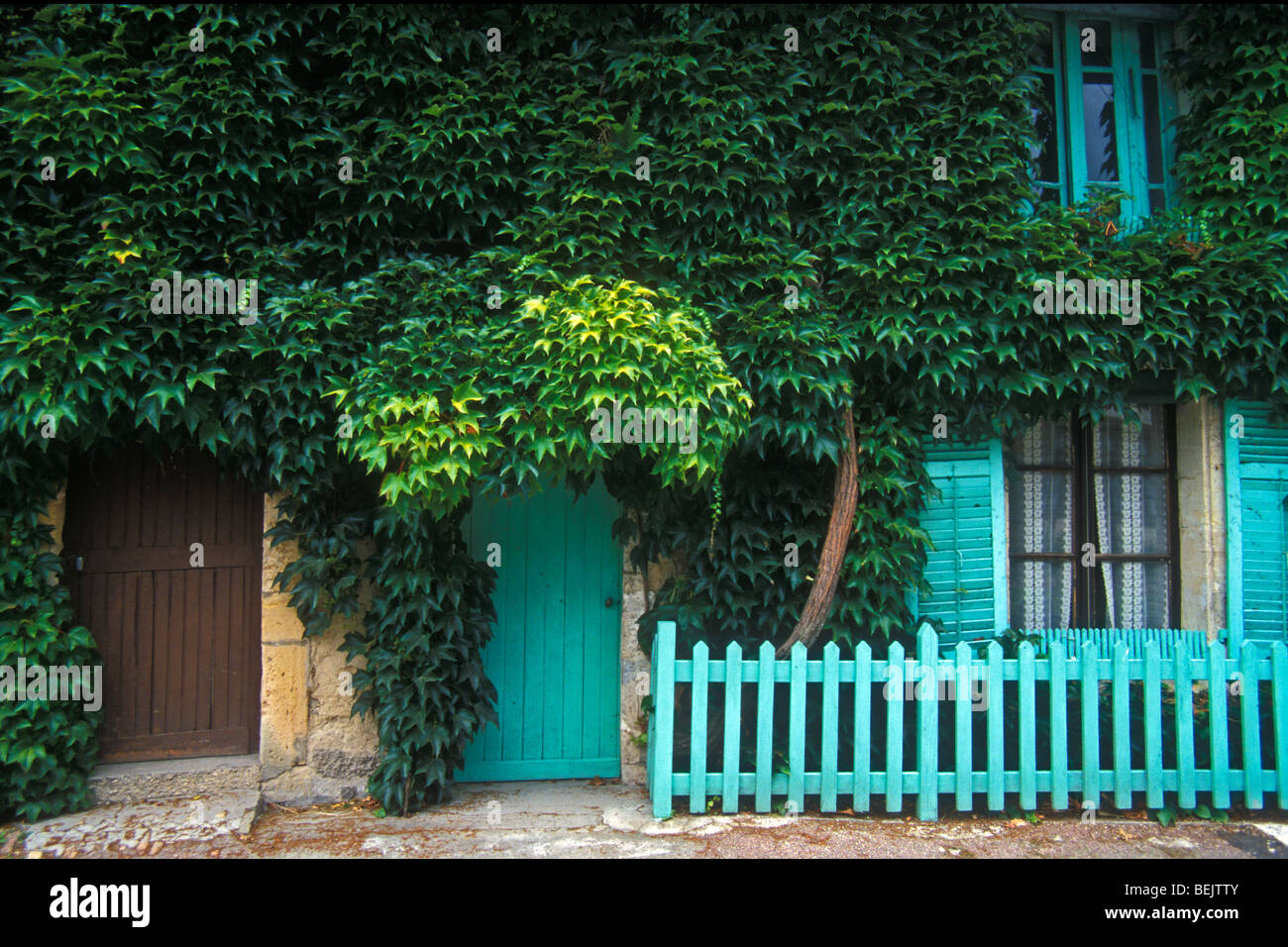 Façade of house covered in woodbine (Parthenocissus inserta), France Stock Photo